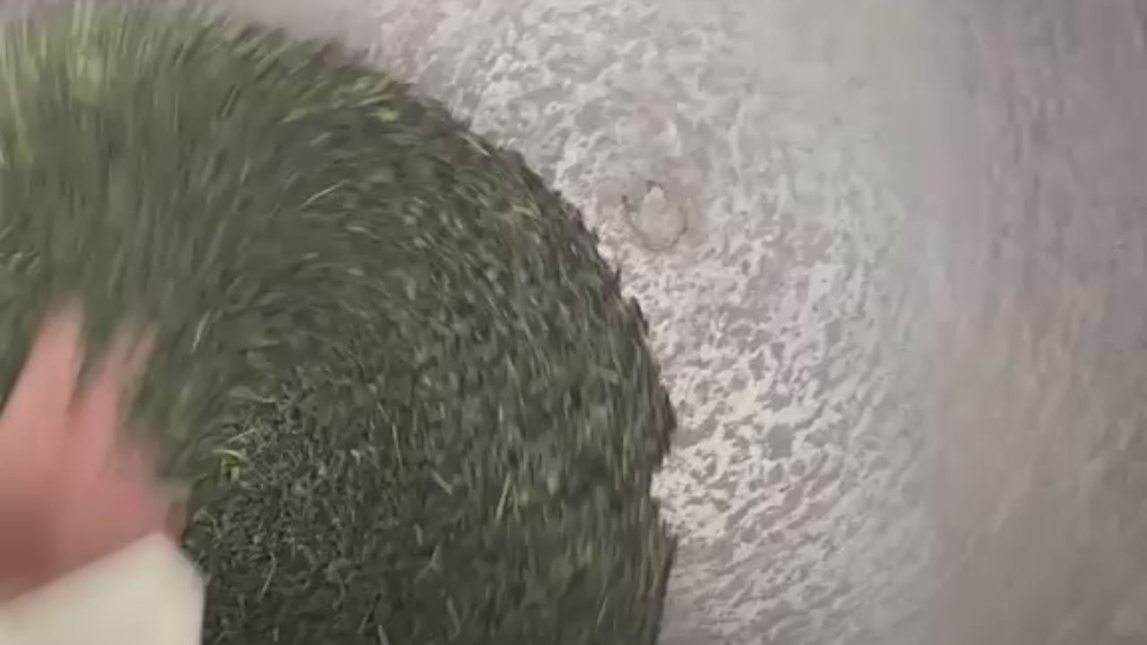 Load video: Kamairicha Video